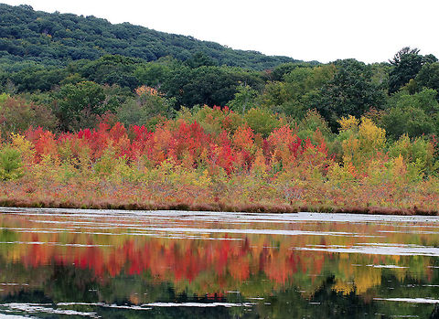 Autumn The leaves are starting to change and the temperatures are getting cooler.  The foliage is beautiful, but the change of seasons is bittersweet!

Habitat: This is one of my favorite spots in Connecticut. It's a quiet place in the NW corner of the state that is a bit too remote for most people to visit. The forests here are mixed (mostly oak, pine, hemlock, and birch), there are swamps, ponds, and lots of creatures! Fall,Geotagged,United States,autumn,fall foliage