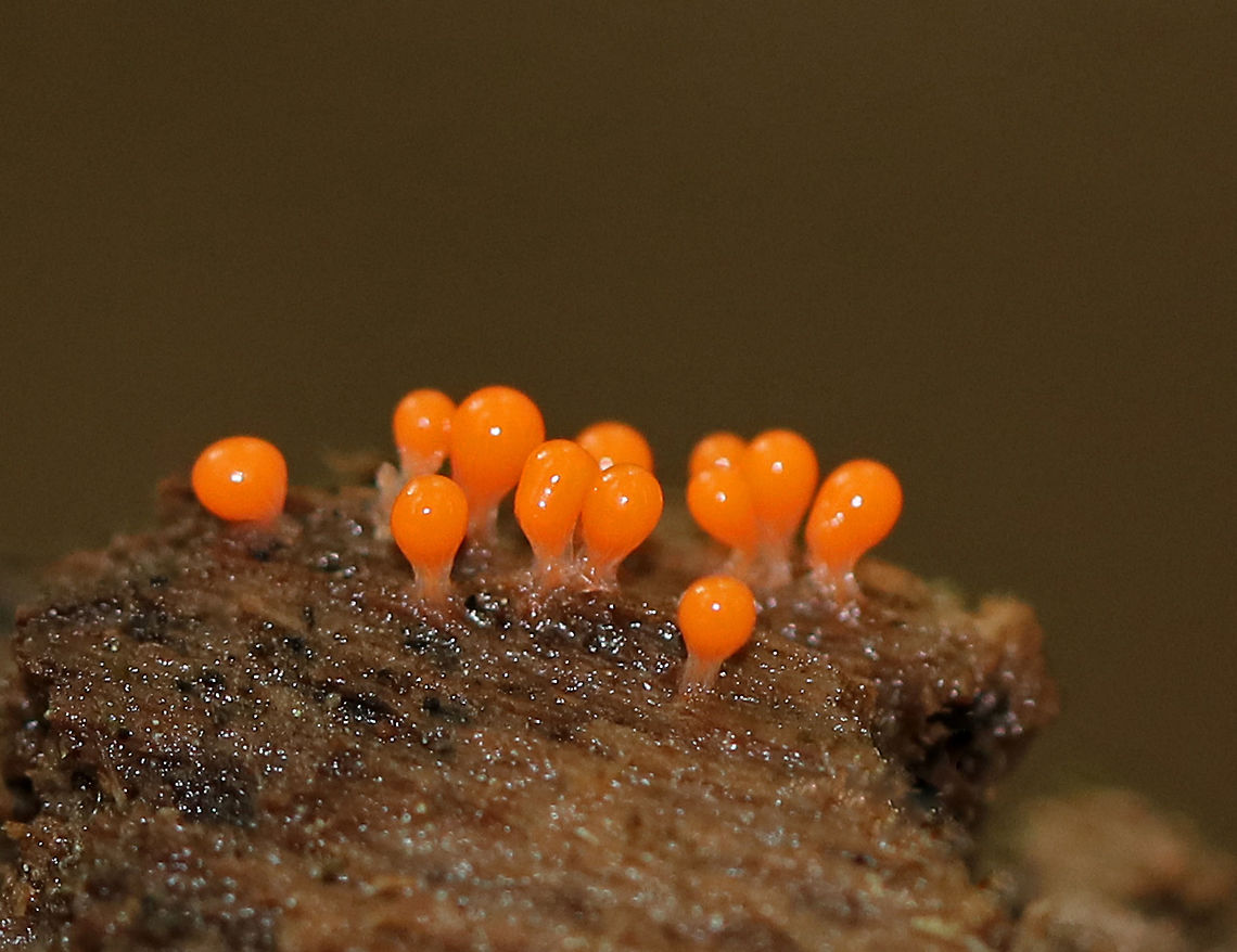 Hemitrichia Calyculata Tiny, bright orange sporangia of a slime mold.<br />
<br />
Habitat: Growing on rotting wood in a mixed forest. Fall,Geotagged,Hemitrichia calyculata,United States,slime mold
