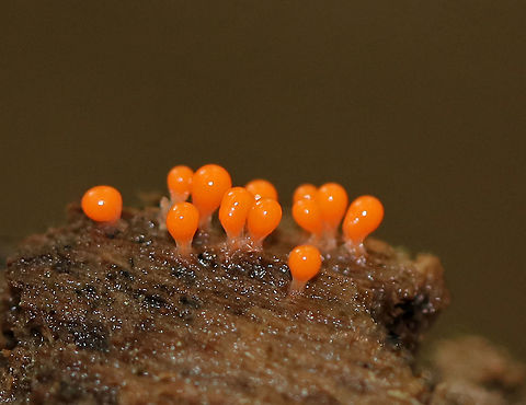 Hemitrichia Calyculata Tiny, bright orange sporangia of a slime mold.

Habitat: Growing on rotting wood in a mixed forest. Fall,Geotagged,Hemitrichia calyculata,United States,slime mold