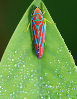 Candy-striped Leafhopper - Graphocephala coccinea Striking vivid blue and red striped leafhopper. Their dorsal surface is yellow. They feed on plant sap using their piercing-sucking mouthparts.

Habitat: Spotted in a rural garden. Candy-striped leafhopper,Fall,Geotagged,Graphocephala,Graphocephala coccinea,United States,leafhopper