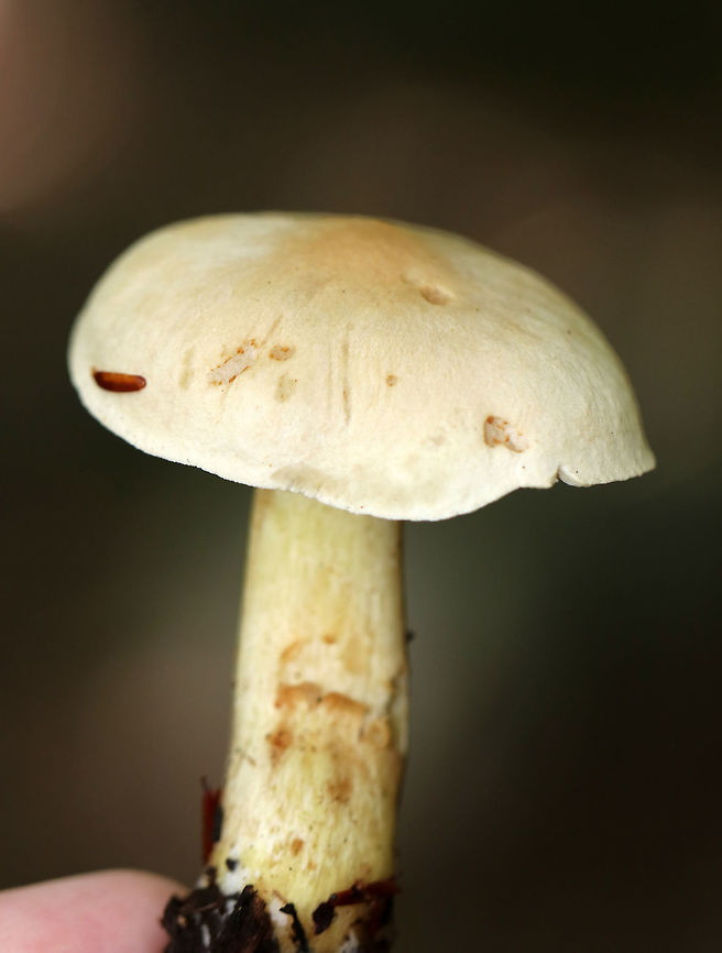 Tricholoma odorum Dry, finely hairy, pale tan cap with a slight central knob. The gills were the same color as the cap, were attached to the stem and close. The stem was curved and enlarged at the base and was yellow with orange-brown discoloration. <br />
<br />
Habitat: Growing on rotting wood in a mixed forest, but directly under hemlock and oak trees.<br />
<br />
<br />
Fall,Geotagged,Tricholoma odorum,United States,fungus,mushroom