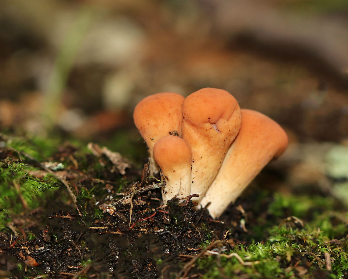 Clavariadelphus americanus Orange, wrinkled, narrowly club-shaped fruiting bodies. They were young, and were only 3-4 cm tall. <br />
<br />
Habitat: Growing on the ground under an oak tree (Quercus sp). Clavariadelphus,Clavariadelphus americanus,Fall,Geotagged,United States,club-shaped coral