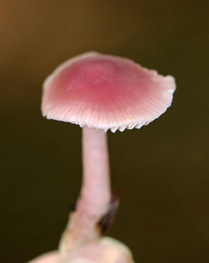 Rosy Bonnet - Mycena rosea Pinkish purple, flat, tacky cap with striate margins. Gills are whitish, close, and have cross veins. The stem was pale pink and fragile.<br />
<br />
Habitat: Growing under eastern hemlock (Tsuga canadensis) in a mixed forest.<br />
<figure class="photo"><a href="https://www.jungledragon.com/image/67151/rosy_bonnet_-_mycena_rosea.html" title="Rosy Bonnet - Mycena rosea"><img src="https://s3.amazonaws.com/media.jungledragon.com/images/3232/67151_thumb.jpg?AWSAccessKeyId=05GMT0V3GWVNE7GGM1R2&Expires=1759968010&Signature=FXKCjx9rsxaPv%2F%2B4An8GsHhLHJU%3D" width="200" height="152" alt="Rosy Bonnet - Mycena rosea Pinkish purple, flat, tacky cap with striate margins. Gills are whitish, close, and have cross veins. The stem was pale pink and fragile.<br />
<br />
Habitat: Growing under eastern hemlock (Tsuga canadensis) in a mixed forest.<br />
https://www.jungledragon.com/image/67150/rosy_bonnet_-_mycena_rosea.html Fall,Geotagged,Mycena,Mycena rosea,Rosy bonnet,United States,fungus,mushroom,pink,pink mushroom" /></a></figure> Fall,Geotagged,Mycena rosea,United States,fungus,mushroom,mycena,pink,pink mushroom,rosy bonnet