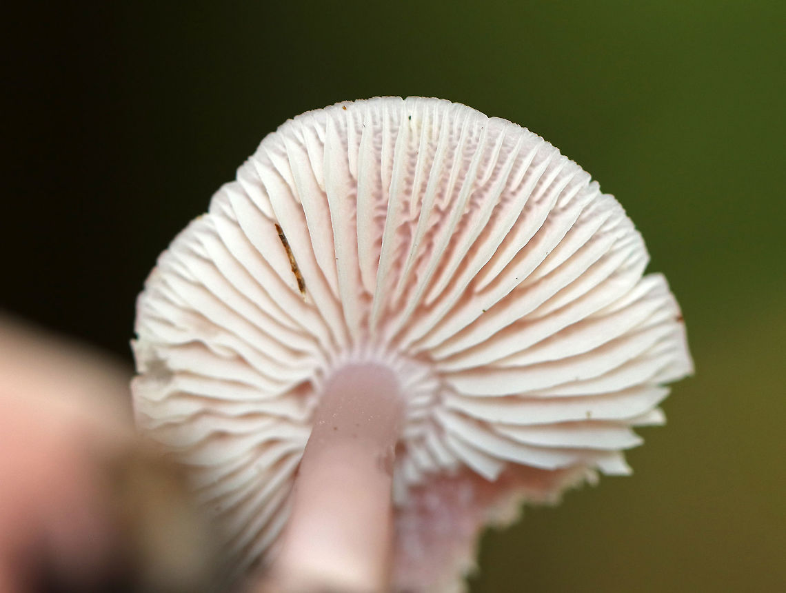 Rosy Bonnet - Mycena rosea Pinkish purple, flat, tacky cap with striate margins. Gills are whitish, close, and have cross veins. The stem was pale pink and fragile.<br />
<br />
Habitat: Growing under eastern hemlock (Tsuga canadensis) in a mixed forest.<br />
<figure class="photo"><a href="https://www.jungledragon.com/image/67150/rosy_bonnet_-_mycena_rosea.html" title="Rosy Bonnet - Mycena rosea"><img src="https://s3.amazonaws.com/media.jungledragon.com/images/3232/67150_thumb.jpg?AWSAccessKeyId=05GMT0V3GWVNE7GGM1R2&Expires=1767225610&Signature=4ZzTrky7TPAF9T07mV8SXIZ6YYM%3D" width="122" height="152" alt="Rosy Bonnet - Mycena rosea Pinkish purple, flat, tacky cap with striate margins. Gills are whitish, close, and have cross veins. The stem was pale pink and fragile.<br />
<br />
Habitat: Growing under eastern hemlock (Tsuga canadensis) in a mixed forest.<br />
https://www.jungledragon.com/image/67151/rosy_bonnet_-_mycena_rosea.html Fall,Geotagged,Mycena rosea,United States,fungus,mushroom,mycena,pink,pink mushroom,rosy bonnet" /></a></figure> Fall,Geotagged,Mycena,Mycena rosea,Rosy bonnet,United States,fungus,mushroom,pink,pink mushroom
