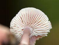 Rosy Bonnet - Mycena rosea Pinkish purple, flat, tacky cap with striate margins. Gills are whitish, close, and have cross veins. The stem was pale pink and fragile.<br />
<br />
Habitat: Growing under eastern hemlock (Tsuga canadensis) in a mixed forest.<br />
https://www.jungledragon.com/image/67150/rosy_bonnet_-_mycena_rosea.html Fall,Geotagged,Mycena,Mycena rosea,Rosy bonnet,United States,fungus,mushroom,pink,pink mushroom