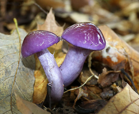 Spotted Cort - Cortinarius iodes The caps of these mushrooms were purple, conical, had yellowish spots near the center, and were super slimy!  Gills were pale purple, close, and attached to the stem. The stems were pale purple.  

Habitat: Growing on the ground, under oak, in a mixed forest. Cortinarius iodes,Fall,Geotagged,Spotted cort,United States,fungi,mushroom,mushrooms,purple,purple mushroom