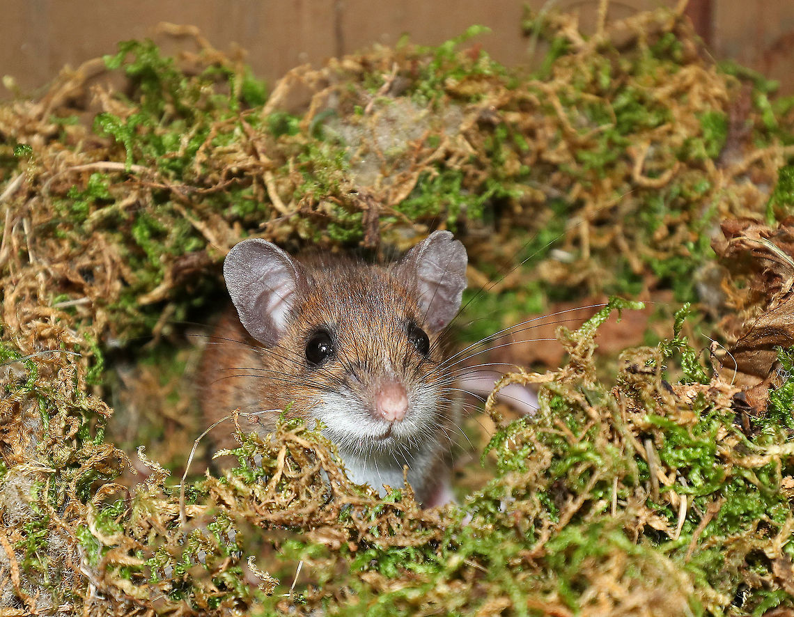 White-footed Mice - Peromyscus leucopus These cute mice were about 5-7 cm long (excluding tails), had black eyes, pale pink noses, rounded ears, and a white ventral surface. They had a wide, darkish dorsal stripe. <br />
<br />
Habitat: Found in a map box at a nature center. A month or so ago, someone put an old, empty bird's nest in this box. Today, we found these two mice in the box. They had gotten in through a small opening in the side of the hinged box, had rearranged the bird's nest, and made a cozy home for themselves.<br />
<figure class="photo"><a href="https://www.jungledragon.com/image/67195/white-footed_mice_-_peromyscus_leucopus.html" title="White-footed Mice - Peromyscus leucopus"><img src="https://s3.amazonaws.com/media.jungledragon.com/images/3232/67195_thumb.jpg?AWSAccessKeyId=05GMT0V3GWVNE7GGM1R2&Expires=1759968010&Signature=kj44hn8Q%2FvNIxL4Sjc22dwElG9M%3D" width="200" height="156" alt="White-footed Mice - Peromyscus leucopus These cute mice were about 5-7 cm long (excluding tails), had black eyes, pale pink noses, rounded ears, and a white ventral surface. They had a wide, darkish dorsal stripe.<br />
<br />
Habitat: Found in a map box at a nature center. A month or so ago, someone put an old, empty bird's nest in this box. Today, we found these two mice in the box. They had gotten in through a small opening in the side of the hinged box, had rearranged the bird's nest, and made a cozy home for themselves.<br />
<br />
https://www.jungledragon.com/image/67192/mouse_-_peromyscus_sp.html<br />
https://www.jungledragon.com/image/67194/mice_-_peromyscus_sp.html<br />
https://www.jungledragon.com/image/67193/mice_-_peromyscus_sp.html Fall,Geotagged,Peromyscus,Peromyscus leucopus,United States,White-footed mouse,mouse" /></a></figure><br />
<figure class="photo"><a href="https://www.jungledragon.com/image/67194/white-footed_mice_-_peromyscus_leucopus.html" title="White-footed Mice - Peromyscus leucopus"><img src="https://s3.amazonaws.com/media.jungledragon.com/images/3232/67194_thumb.jpg?AWSAccessKeyId=05GMT0V3GWVNE7GGM1R2&Expires=1759968010&Signature=TuLD4WAzuR6GsMswsIuuKVMUFtg%3D" width="114" height="152" alt="White-footed Mice - Peromyscus leucopus These cute mice were about 5-7 cm long (excluding tails), had black eyes, pale pink noses, rounded ears, and a white ventral surface. They had a wide, darkish dorsal stripe.<br />
<br />
Habitat: Found in a map box at a nature center. A month or so ago, someone put an old, empty bird's nest in this box. Today, we found these two mice in the box. They had gotten in through a small opening in the side of the hinged box, had rearranged the bird's nest, and made a cozy home for themselves.<br />
https://www.jungledragon.com/image/67192/mouse_-_peromyscus_sp.html<br />
https://www.jungledragon.com/image/67195/mouse_-_peromyscus_sp.html<br />
https://www.jungledragon.com/image/67193/mice_-_peromyscus_sp.html Geotagged,Peromyscus,Peromyscus leucopus,United States,White-footed mouse,mice,mouse" /></a></figure><br />
<figure class="photo"><a href="https://www.jungledragon.com/image/67193/white-footed_mice_-_peromyscus_leucopus.html" title="White-footed Mice - Peromyscus leucopus"><img src="https://s3.amazonaws.com/media.jungledragon.com/images/3232/67193_thumb.jpg?AWSAccessKeyId=05GMT0V3GWVNE7GGM1R2&Expires=1759968010&Signature=RFF85VjH%2B5XCpi12sy%2Fwz2OkIbQ%3D" width="200" height="162" alt="White-footed Mice - Peromyscus leucopus These cute mice were about 5-7 cm long (excluding tails), had black eyes, pale pink noses, rounded ears, and a white ventral surface. They had a wide, darkish dorsal stripe.<br />
<br />
Habitat: Found in a map box at a nature center. A month or so ago, someone put an old, empty bird's nest in this box. Today, we found these two mice in the box. They had gotten in through a small opening in the side of the hinged box, had rearranged the bird's nest, and made a cozy home for themselves.<br />
https://www.jungledragon.com/image/67192/mouse_-_peromyscus_sp.html<br />
https://www.jungledragon.com/image/67195/mouse_-_peromyscus_sp.html<br />
https://www.jungledragon.com/image/67194/mice_-_peromyscus_sp.html Fall,Geotagged,Peromyscus,Peromyscus leucopus,United States,White-footed mouse,mice,mouse" /></a></figure> Fall,Geotagged,Peromyscus,Peromyscus leucopus,United States,White-footed mouse,mouse