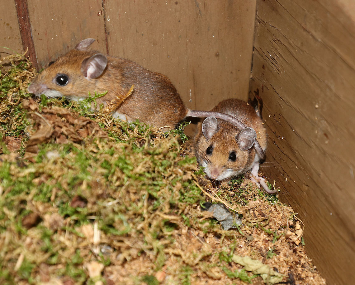 White-footed Mice - Peromyscus leucopus These cute mice were about 5-7 cm long (excluding tails), had black eyes, pale pink noses, rounded ears, and a white ventral surface. They had a wide, darkish dorsal stripe.<br />
<br />
Habitat: Found in a map box at a nature center. A month or so ago, someone put an old, empty bird&#039;s nest in this box. Today, we found these two mice in the box. They had gotten in through a small opening in the side of the hinged box, had rearranged the bird&#039;s nest, and made a cozy home for themselves.<br />
<figure class="photo"><a href="https://www.jungledragon.com/image/67192/white-footed_mice_-_peromyscus_leucopus.html" title="White-footed Mice - Peromyscus leucopus"><img src="https://s3.amazonaws.com/media.jungledragon.com/images/3232/67192_thumb.jpg?AWSAccessKeyId=05GMT0V3GWVNE7GGM1R2&Expires=1759968010&Signature=OkzwmmIkBOUY%2BggyhZNgsrEoRoA%3D" width="200" height="156" alt="White-footed Mice - Peromyscus leucopus These cute mice were about 5-7 cm long (excluding tails), had black eyes, pale pink noses, rounded ears, and a white ventral surface. They had a wide, darkish dorsal stripe.  <br />
<br />
Habitat: Found in a map box at a nature center. A month or so ago, someone put an old, empty bird&#039;s nest in this box.  Today, we found these two mice in the box. They had gotten in through a small opening in the side of the hinged box, had rearranged the bird&#039;s nest, and made a cozy home for themselves.<br />
https://www.jungledragon.com/image/67195/mouse_-_peromyscus_sp.html<br />
https://www.jungledragon.com/image/67194/mice_-_peromyscus_sp.html<br />
https://www.jungledragon.com/image/67193/mice_-_peromyscus_sp.html Fall,Geotagged,Peromyscus,Peromyscus leucopus,United States,White-footed mouse,mouse" /></a></figure><br />
<figure class="photo"><a href="https://www.jungledragon.com/image/67195/white-footed_mice_-_peromyscus_leucopus.html" title="White-footed Mice - Peromyscus leucopus"><img src="https://s3.amazonaws.com/media.jungledragon.com/images/3232/67195_thumb.jpg?AWSAccessKeyId=05GMT0V3GWVNE7GGM1R2&Expires=1759968010&Signature=kj44hn8Q%2FvNIxL4Sjc22dwElG9M%3D" width="200" height="156" alt="White-footed Mice - Peromyscus leucopus These cute mice were about 5-7 cm long (excluding tails), had black eyes, pale pink noses, rounded ears, and a white ventral surface. They had a wide, darkish dorsal stripe.<br />
<br />
Habitat: Found in a map box at a nature center. A month or so ago, someone put an old, empty bird&#039;s nest in this box. Today, we found these two mice in the box. They had gotten in through a small opening in the side of the hinged box, had rearranged the bird&#039;s nest, and made a cozy home for themselves.<br />
<br />
https://www.jungledragon.com/image/67192/mouse_-_peromyscus_sp.html<br />
https://www.jungledragon.com/image/67194/mice_-_peromyscus_sp.html<br />
https://www.jungledragon.com/image/67193/mice_-_peromyscus_sp.html Fall,Geotagged,Peromyscus,Peromyscus leucopus,United States,White-footed mouse,mouse" /></a></figure><br />
<figure class="photo"><a href="https://www.jungledragon.com/image/67194/white-footed_mice_-_peromyscus_leucopus.html" title="White-footed Mice - Peromyscus leucopus"><img src="https://s3.amazonaws.com/media.jungledragon.com/images/3232/67194_thumb.jpg?AWSAccessKeyId=05GMT0V3GWVNE7GGM1R2&Expires=1759968010&Signature=TuLD4WAzuR6GsMswsIuuKVMUFtg%3D" width="114" height="152" alt="White-footed Mice - Peromyscus leucopus These cute mice were about 5-7 cm long (excluding tails), had black eyes, pale pink noses, rounded ears, and a white ventral surface. They had a wide, darkish dorsal stripe.<br />
<br />
Habitat: Found in a map box at a nature center. A month or so ago, someone put an old, empty bird&#039;s nest in this box. Today, we found these two mice in the box. They had gotten in through a small opening in the side of the hinged box, had rearranged the bird&#039;s nest, and made a cozy home for themselves.<br />
https://www.jungledragon.com/image/67192/mouse_-_peromyscus_sp.html<br />
https://www.jungledragon.com/image/67195/mouse_-_peromyscus_sp.html<br />
https://www.jungledragon.com/image/67193/mice_-_peromyscus_sp.html Geotagged,Peromyscus,Peromyscus leucopus,United States,White-footed mouse,mice,mouse" /></a></figure> Fall,Geotagged,Peromyscus,Peromyscus leucopus,United States,White-footed mouse,mice,mouse