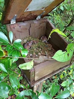 White-footed Mice - Peromyscus leucopus These cute mice were about 5-7 cm long (excluding tails), had black eyes, pale pink noses, rounded ears, and a white ventral surface. They had a wide, darkish dorsal stripe.

Habitat: Found in a map box at a nature center. A month or so ago, someone put an old, empty bird's nest in this box. Today, we found these two mice in the box. They had gotten in through a small opening in the side of the hinged box, had rearranged the bird's nest, and made a cozy home for themselves.
https://www.jungledragon.com/image/67192/mouse_-_peromyscus_sp.html
https://www.jungledragon.com/image/67195/mouse_-_peromyscus_sp.html
https://www.jungledragon.com/image/67193/mice_-_peromyscus_sp.html Geotagged,Peromyscus,Peromyscus leucopus,United States,White-footed mouse,mice,mouse