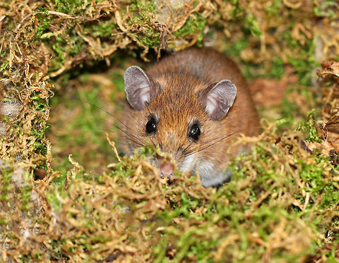 White-footed Mice - Peromyscus leucopus These cute mice were about 5-7 cm long (excluding tails), had black eyes, pale pink noses, rounded ears, and a white ventral surface. They had a wide, darkish dorsal stripe.

Habitat: Found in a map box at a nature center. A month or so ago, someone put an old, empty bird's nest in this box. Today, we found these two mice in the box. They had gotten in through a small opening in the side of the hinged box, had rearranged the bird's nest, and made a cozy home for themselves.

https://www.jungledragon.com/image/67192/mouse_-_peromyscus_sp.html
https://www.jungledragon.com/image/67194/mice_-_peromyscus_sp.html
https://www.jungledragon.com/image/67193/mice_-_peromyscus_sp.html Fall,Geotagged,Peromyscus,Peromyscus leucopus,United States,White-footed mouse,mouse
