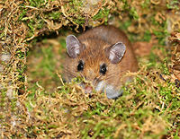 White-footed Mice - Peromyscus leucopus These cute mice were about 5-7 cm long (excluding tails), had black eyes, pale pink noses, rounded ears, and a white ventral surface. They had a wide, darkish dorsal stripe.<br />
<br />
Habitat: Found in a map box at a nature center. A month or so ago, someone put an old, empty bird's nest in this box. Today, we found these two mice in the box. They had gotten in through a small opening in the side of the hinged box, had rearranged the bird's nest, and made a cozy home for themselves.<br />
<br />
https://www.jungledragon.com/image/67192/mouse_-_peromyscus_sp.html<br />
https://www.jungledragon.com/image/67194/mice_-_peromyscus_sp.html<br />
https://www.jungledragon.com/image/67193/mice_-_peromyscus_sp.html Fall,Geotagged,Peromyscus,Peromyscus leucopus,United States,White-footed mouse,mouse