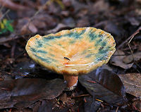 Milk Cap - Lactarius sect. deliciosi The caps were mostly flat and ranged in color from orange to to tannish orange. They all appeared bruised with blue/green color on the caps. The stipe and gills also bruised. The gills leaked white and orange latex.<br />
<br />
This section of mushrooms is very confusing to identify in the US. This looks like Lactarius deliciosus, but that species doesn't occur in this country. There are subspecies and similar species in this group, but I don't know if an exact ID is possible.<br />
<br />
Habitat: I found a large patch (50+) of them growing along a nature trail in a swampy, mixed forest.<br />
https://www.jungledragon.com/image/67235/milk_cap_-_lactarius_sect._deliciosi.html<br />
https://www.jungledragon.com/image/67234/milk_cap_-_lactarius_sect._deliciosi.html<br />
https://www.jungledragon.com/image/67233/milk_cap_-_lactarius_sect._deliciosi.html Fall,Geotagged,Lactarius sect. Deliciosi,United States,fungus,lactarius,mushroom