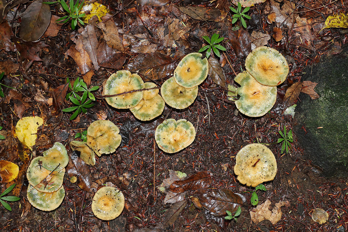 Milk Cap - Lactarius sect. deliciosi The caps were mostly flat and ranged in color from orange to to tannish orange. They all appeared bruised with blue/green color on the caps. The stipe and gills also bruised. The gills leaked white and orange latex.<br />
<br />
This section of mushrooms is very confusing to identify in the US. This looks like Lactarius deliciosus, but that species doesn't occur in this country. There are subspecies and similar species in this group, but I don't know if an exact ID is possible.<br />
<br />
Habitat: I found a large patch (50+) of them growing along a nature trail in a swampy, mixed forest.<br />
<figure class="photo"><a href="https://www.jungledragon.com/image/67232/milk_cap_-_lactarius_sect._deliciosi.html" title="Milk Cap - Lactarius sect. deliciosi"><img src="https://s3.amazonaws.com/media.jungledragon.com/images/3232/67232_thumb.jpg?AWSAccessKeyId=05GMT0V3GWVNE7GGM1R2&Expires=1759968010&Signature=eUbWfJcH5sGtJXvxnxzbMqK%2FeWE%3D" width="200" height="160" alt="Milk Cap - Lactarius sect. deliciosi The caps were mostly flat and ranged in color from orange to to tannish orange. They all appeared bruised with blue/green color on the caps. The stipe and gills also bruised. The gills leaked white and orange latex.<br />
<br />
This section of mushrooms is very confusing to identify in the US. This looks like Lactarius deliciosus, but that species doesn't occur in this country. There are subspecies and similar species in this group, but I don't know if an exact ID is possible.<br />
<br />
Habitat: I found a large patch (50+) of them growing along a nature trail in a swampy, mixed forest.<br />
https://www.jungledragon.com/image/67235/milk_cap_-_lactarius_sect._deliciosi.html<br />
https://www.jungledragon.com/image/67234/milk_cap_-_lactarius_sect._deliciosi.html<br />
https://www.jungledragon.com/image/67233/milk_cap_-_lactarius_sect._deliciosi.html Fall,Geotagged,Lactarius sect. Deliciosi,United States,fungus,lactarius,mushroom" /></a></figure><br />
<figure class="photo"><a href="https://www.jungledragon.com/image/67235/milk_cap_-_lactarius_sect._deliciosi.html" title="Milk Cap - Lactarius sect. deliciosi"><img src="https://s3.amazonaws.com/media.jungledragon.com/images/3232/67235_thumb.jpg?AWSAccessKeyId=05GMT0V3GWVNE7GGM1R2&Expires=1759968010&Signature=ETS5cr76sE2N2sl85j0zz7F%2Fk5I%3D" width="200" height="160" alt="Milk Cap - Lactarius sect. deliciosi The caps were mostly flat and ranged in color from orange to to tannish orange. They all appeared bruised with blue/green color on the caps. The stipe and gills also bruised. The gills leaked white and orange latex.<br />
<br />
This section of mushrooms is very confusing to identify in the US. This looks like Lactarius deliciosus, but that species doesn't occur in this country. There are subspecies and similar species in this group, but I don't know if an exact ID is possible.<br />
<br />
Habitat: I found a large patch (50+) of them growing along a nature trail in a swampy, mixed forest.<br />
https://www.jungledragon.com/image/67232/milk_cap_-_lactarius_sect._deliciosi.html<br />
https://www.jungledragon.com/image/67234/milk_cap_-_lactarius_sect._deliciosi.html<br />
https://www.jungledragon.com/image/67233/milk_cap_-_lactarius_sect._deliciosi.html Fall,Geotagged,Lactarius deliciosus,Lactarius sect. deliciosi,Milk Cap,United States,fungus,lactarius,mushroom" /></a></figure><br />
<figure class="photo"><a href="https://www.jungledragon.com/image/67234/milk_cap_-_lactarius_sect._deliciosi.html" title="Milk Cap - Lactarius sect. deliciosi"><img src="https://s3.amazonaws.com/media.jungledragon.com/images/3232/67234_thumb.jpg?AWSAccessKeyId=05GMT0V3GWVNE7GGM1R2&Expires=1759968010&Signature=BMTEhJHrlJJBlhEJG0uupN82Ae8%3D" width="200" height="168" alt="Milk Cap - Lactarius sect. deliciosi The caps were mostly flat and ranged in color from orange to to tannish orange. They all appeared bruised with blue/green color on the caps. The stipe and gills also bruised. The gills leaked white and orange latex.<br />
<br />
This section of mushrooms is very confusing to identify in the US. This looks like Lactarius deliciosus, but that species doesn't occur in this country. There are subspecies and similar species in this group, but I don't know if an exact ID is possible.<br />
<br />
Habitat: I found a large patch (50+) of them growing along a nature trail in a swampy, mixed forest.<br />
https://www.jungledragon.com/image/67232/milk_cap_-_lactarius_sect._deliciosi.html<br />
https://www.jungledragon.com/image/67235/milk_cap_-_lactarius_sect._deliciosi.html<br />
https://www.jungledragon.com/image/67233/milk_cap_-_lactarius_sect._deliciosi.html Fall,Geotagged,Lactarius sect. deliciosi,Milk Cap,United States,fungus,lactarius,milkcap,mushroom" /></a></figure> Fall,Geotagged,Lactarius sect. deliciosi,Milk Cap,United States,fungi,lactarius,milkcap,mushrooms