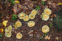 Milk Cap - Lactarius sect. deliciosi The caps were mostly flat and ranged in color from orange to to tannish orange. They all appeared bruised with blue/green color on the caps. The stipe and gills also bruised. The gills leaked white and orange latex.<br />
<br />
This section of mushrooms is very confusing to identify in the US. This looks like Lactarius deliciosus, but that species doesn't occur in this country. There are subspecies and similar species in this group, but I don't know if an exact ID is possible.<br />
<br />
Habitat: I found a large patch (50+) of them growing along a nature trail in a swampy, mixed forest.<br />
https://www.jungledragon.com/image/67232/milk_cap_-_lactarius_sect._deliciosi.html<br />
https://www.jungledragon.com/image/67235/milk_cap_-_lactarius_sect._deliciosi.html<br />
https://www.jungledragon.com/image/67234/milk_cap_-_lactarius_sect._deliciosi.html Fall,Geotagged,Lactarius sect. deliciosi,Milk Cap,United States,fungi,lactarius,milkcap,mushrooms