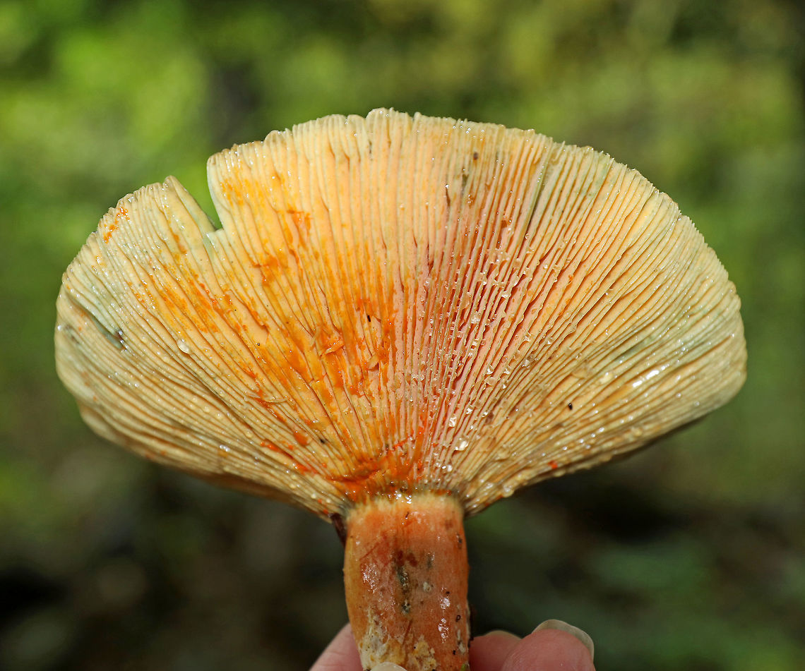 Milk Cap - Lactarius sect. deliciosi The caps were mostly flat and ranged in color from orange to to tannish orange. They all appeared bruised with blue/green color on the caps. The stipe and gills also bruised. The gills leaked white and orange latex.<br />
<br />
This section of mushrooms is very confusing to identify in the US. This looks like Lactarius deliciosus, but that species doesn't occur in this country. There are subspecies and similar species in this group, but I don't know if an exact ID is possible.<br />
<br />
Habitat: I found a large patch (50+) of them growing along a nature trail in a swampy, mixed forest.<br />
<figure class="photo"><a href="https://www.jungledragon.com/image/67232/milk_cap_-_lactarius_sect._deliciosi.html" title="Milk Cap - Lactarius sect. deliciosi"><img src="https://s3.amazonaws.com/media.jungledragon.com/images/3232/67232_thumb.jpg?AWSAccessKeyId=05GMT0V3GWVNE7GGM1R2&Expires=1759968010&Signature=eUbWfJcH5sGtJXvxnxzbMqK%2FeWE%3D" width="200" height="160" alt="Milk Cap - Lactarius sect. deliciosi The caps were mostly flat and ranged in color from orange to to tannish orange. They all appeared bruised with blue/green color on the caps. The stipe and gills also bruised. The gills leaked white and orange latex.<br />
<br />
This section of mushrooms is very confusing to identify in the US. This looks like Lactarius deliciosus, but that species doesn't occur in this country. There are subspecies and similar species in this group, but I don't know if an exact ID is possible.<br />
<br />
Habitat: I found a large patch (50+) of them growing along a nature trail in a swampy, mixed forest.<br />
https://www.jungledragon.com/image/67235/milk_cap_-_lactarius_sect._deliciosi.html<br />
https://www.jungledragon.com/image/67234/milk_cap_-_lactarius_sect._deliciosi.html<br />
https://www.jungledragon.com/image/67233/milk_cap_-_lactarius_sect._deliciosi.html Fall,Geotagged,Lactarius sect. Deliciosi,United States,fungus,lactarius,mushroom" /></a></figure><br />
<figure class="photo"><a href="https://www.jungledragon.com/image/67235/milk_cap_-_lactarius_sect._deliciosi.html" title="Milk Cap - Lactarius sect. deliciosi"><img src="https://s3.amazonaws.com/media.jungledragon.com/images/3232/67235_thumb.jpg?AWSAccessKeyId=05GMT0V3GWVNE7GGM1R2&Expires=1759968010&Signature=ETS5cr76sE2N2sl85j0zz7F%2Fk5I%3D" width="200" height="160" alt="Milk Cap - Lactarius sect. deliciosi The caps were mostly flat and ranged in color from orange to to tannish orange. They all appeared bruised with blue/green color on the caps. The stipe and gills also bruised. The gills leaked white and orange latex.<br />
<br />
This section of mushrooms is very confusing to identify in the US. This looks like Lactarius deliciosus, but that species doesn't occur in this country. There are subspecies and similar species in this group, but I don't know if an exact ID is possible.<br />
<br />
Habitat: I found a large patch (50+) of them growing along a nature trail in a swampy, mixed forest.<br />
https://www.jungledragon.com/image/67232/milk_cap_-_lactarius_sect._deliciosi.html<br />
https://www.jungledragon.com/image/67234/milk_cap_-_lactarius_sect._deliciosi.html<br />
https://www.jungledragon.com/image/67233/milk_cap_-_lactarius_sect._deliciosi.html Fall,Geotagged,Lactarius deliciosus,Lactarius sect. deliciosi,Milk Cap,United States,fungus,lactarius,mushroom" /></a></figure><br />
<figure class="photo"><a href="https://www.jungledragon.com/image/67233/milk_cap_-_lactarius_sect._deliciosi.html" title="Milk Cap - Lactarius sect. deliciosi"><img src="https://s3.amazonaws.com/media.jungledragon.com/images/3232/67233_thumb.jpg?AWSAccessKeyId=05GMT0V3GWVNE7GGM1R2&Expires=1759968010&Signature=V34R2FgTOQPfmnSJrVSvlImFmrw%3D" width="200" height="134" alt="Milk Cap - Lactarius sect. deliciosi The caps were mostly flat and ranged in color from orange to to tannish orange. They all appeared bruised with blue/green color on the caps. The stipe and gills also bruised. The gills leaked white and orange latex.<br />
<br />
This section of mushrooms is very confusing to identify in the US. This looks like Lactarius deliciosus, but that species doesn't occur in this country. There are subspecies and similar species in this group, but I don't know if an exact ID is possible.<br />
<br />
Habitat: I found a large patch (50+) of them growing along a nature trail in a swampy, mixed forest.<br />
https://www.jungledragon.com/image/67232/milk_cap_-_lactarius_sect._deliciosi.html<br />
https://www.jungledragon.com/image/67235/milk_cap_-_lactarius_sect._deliciosi.html<br />
https://www.jungledragon.com/image/67234/milk_cap_-_lactarius_sect._deliciosi.html Fall,Geotagged,Lactarius sect. deliciosi,Milk Cap,United States,fungi,lactarius,milkcap,mushrooms" /></a></figure> Fall,Geotagged,Lactarius sect. deliciosi,Milk Cap,United States,fungus,lactarius,milkcap,mushroom
