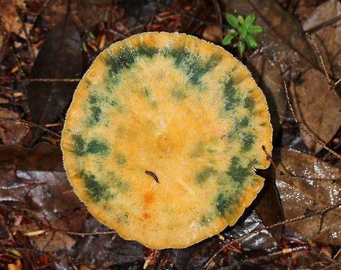 Milk Cap - Lactarius sect. deliciosi The caps were mostly flat and ranged in color from orange to to tannish orange. They all appeared bruised with blue/green color on the caps. The stipe and gills also bruised. The gills leaked white and orange latex.

This section of mushrooms is very confusing to identify in the US. This looks like Lactarius deliciosus, but that species doesn't occur in this country. There are subspecies and similar species in this group, but I don't know if an exact ID is possible.

Habitat: I found a large patch (50+) of them growing along a nature trail in a swampy, mixed forest.
https://www.jungledragon.com/image/67232/milk_cap_-_lactarius_sect._deliciosi.html
https://www.jungledragon.com/image/67234/milk_cap_-_lactarius_sect._deliciosi.html
https://www.jungledragon.com/image/67233/milk_cap_-_lactarius_sect._deliciosi.html Fall,Geotagged,Lactarius deliciosus,Lactarius sect. deliciosi,Milk Cap,United States,fungus,lactarius,mushroom