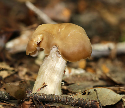 Straight-stalked Entoloma - Entoloma strictius Cap was smooth, finely silky, butterscotch-colored cap.  Brownish, nearly distant gills. Cream-colored stipe that was finely silky.

Habitat: Growing on the ground in a mixed forest &ndash; with lots of oak, hemlock, pine, and birch. Entoloma,Entoloma strictius,Fall,Geotagged,Straight-stalked Entoloma,Straight-stalked entoloma,United States,fungus,mushroom