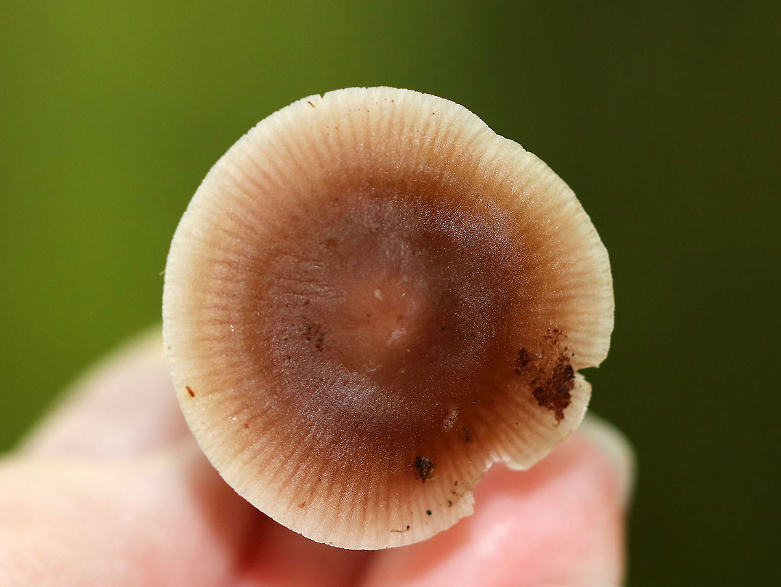 Lilac bonnet - Mycena pura Flat, brown cap, white gills with cross gills and short gills. The stipe was brown.<br />
<br />
Habitat: Growing on the ground under eastern hemlock, in a mixed forest. <br />
<figure class="photo"><a href="https://www.jungledragon.com/image/67238/lilac_bonnet_-_mycena_pura.html" title="Lilac bonnet - Mycena pura"><img src="https://s3.amazonaws.com/media.jungledragon.com/images/3232/67238_thumb.jpg?AWSAccessKeyId=05GMT0V3GWVNE7GGM1R2&Expires=1770854410&Signature=WfDe%2Fji1OIvk0tbzydd4ZtXvv1g%3D" width="200" height="168" alt="Lilac bonnet - Mycena pura Flat, brown cap, white gills with cross gills and short gills. The stipe was brown.<br />
<br />
Habitat: Growing on the ground under eastern hemlock, in a mixed forest. <br />
https://www.jungledragon.com/image/67237/lilac_bonnet_-_mycena_pura.html Fall,Geotagged,Lilac bonnet,Mycena pura,United States,fungus,mushroom" /></a></figure> Fall,Geotagged,Lilac bonnet,Mycena pura,United States,fungus,mushroom