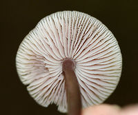 Lilac bonnet - Mycena pura Flat, brown cap, white gills with cross gills and short gills. The stipe was brown.<br />
<br />
Habitat: Growing on the ground under eastern hemlock, in a mixed forest. <br />
https://www.jungledragon.com/image/67237/lilac_bonnet_-_mycena_pura.html Fall,Geotagged,Lilac bonnet,Mycena pura,United States,fungus,mushroom