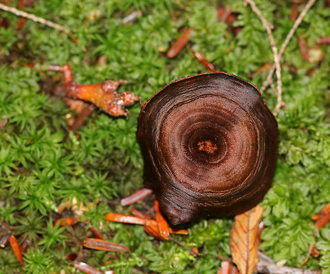 Shiny Cinnamon Polypore - Coltricia cinnamomea Concentrically zoned Cinnamon-brown, silky cap. The cap was very thin and tough. Stem was also brown and very tough. Brown pores.

These mushrooms are lovely and have a fantastic texture, but they remind me of the black velvet kitsch paintings that were popular in the 1970's in the US. 

Habitat: Growing in moss in a mixed forest. Coltricia cinnamomea,Fall,Geotagged,United States,coltricia,fungus,mushroom