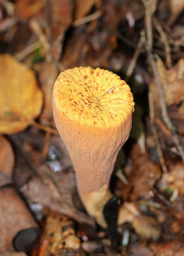 Club Coral - Clavariadelphus truncatus Flat, yellowish tops. Wrinkled, orange sides. Approximately 7-10 cm tall.<br />
<br />
Habitat: Growing on the ground in a coniferous forest.<br />
<figure class="photo"><a href="https://www.jungledragon.com/image/67250/club_coral_-_clavariadelphus_truncatus.html" title="Club Coral - Clavariadelphus truncatus"><img src="https://s3.amazonaws.com/media.jungledragon.com/images/3232/67250_thumb.jpg?AWSAccessKeyId=05GMT0V3GWVNE7GGM1R2&Expires=1759968010&Signature=I2SkKHuHBwYMigSDdPfsnlQNblk%3D" width="200" height="154" alt="Club Coral - Clavariadelphus truncatus Flat, yellowish tops. Wrinkled, orange sides. Approximately 7-10 cm tall.<br />
<br />
Habitat: Growing on the ground in a coniferous forest.<br />
https://www.jungledragon.com/image/67248/club_coral_-_clavariadelphus_truncatus.html<br />
https://www.jungledragon.com/image/67249/club_coral_-_clavariadelphus_truncatus.html Clavariadelphus truncatus,Club Coral,Fall,Geotagged,United States" /></a></figure><br />
<figure class="photo"><a href="https://www.jungledragon.com/image/67249/club_coral_-_clavariadelphus_truncatus.html" title="Club Coral - Clavariadelphus truncatus"><img src="https://s3.amazonaws.com/media.jungledragon.com/images/3232/67249_thumb.jpg?AWSAccessKeyId=05GMT0V3GWVNE7GGM1R2&Expires=1759968010&Signature=6gzFKSc8uO8xqqdVnGH%2FYoFrxo4%3D" width="110" height="152" alt="Club Coral - Clavariadelphus truncatus Flat, yellowish tops. Wrinkled, orange sides. Approximately 7-10 cm tall.<br />
<br />
Habitat: Growing on the ground in a coniferous forest.<br />
https://www.jungledragon.com/image/67248/club_coral_-_clavariadelphus_truncatus.html<br />
https://www.jungledragon.com/image/67250/club_coral_-_clavariadelphus_truncatus.html Clavariadelphus truncatus,Club Coral,Fall,Geotagged,United States,club coral,fungus,mushroom" /></a></figure> Clavariadelphus,Clavariadelphus truncatus,Club Coral,Fall,Geotagged,United States,fungus,mushroom