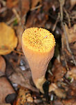 Club Coral - Clavariadelphus truncatus Flat, yellowish tops. Wrinkled, orange sides. Approximately 7-10 cm tall.<br />
<br />
Habitat: Growing on the ground in a coniferous forest.<br />
https://www.jungledragon.com/image/67250/club_coral_-_clavariadelphus_truncatus.html<br />
https://www.jungledragon.com/image/67249/club_coral_-_clavariadelphus_truncatus.html Clavariadelphus,Clavariadelphus truncatus,Club Coral,Fall,Geotagged,United States,fungus,mushroom