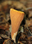 Club Coral - Clavariadelphus truncatus Flat, yellowish tops. Wrinkled, orange sides. Approximately 7-10 cm tall.<br />
<br />
Habitat: Growing on the ground in a coniferous forest.<br />
https://www.jungledragon.com/image/67248/club_coral_-_clavariadelphus_truncatus.html<br />
https://www.jungledragon.com/image/67250/club_coral_-_clavariadelphus_truncatus.html Clavariadelphus truncatus,Club Coral,Fall,Geotagged,United States,club coral,fungus,mushroom