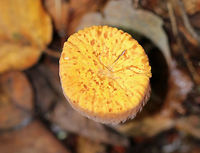 Club Coral - Clavariadelphus truncatus Flat, yellowish tops. Wrinkled, orange sides. Approximately 7-10 cm tall.<br />
<br />
Habitat: Growing on the ground in a coniferous forest.<br />
https://www.jungledragon.com/image/67248/club_coral_-_clavariadelphus_truncatus.html<br />
https://www.jungledragon.com/image/67249/club_coral_-_clavariadelphus_truncatus.html Clavariadelphus truncatus,Club Coral,Fall,Geotagged,United States