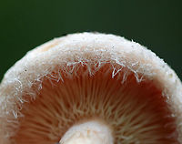 Bearded Milkcap - Lactarius torminosus The cap was pinkish with a woolly margin. Latex was white and didn’t change color. They had a slight, bad smell that is hard to describe other than to say it definitely wasn’t pleasant.<br />
<br />
Habitat: These mushrooms were growing on the ground throughout the woods in a campground with hardwood and conifers. <br />
https://www.jungledragon.com/image/67253/bearded_milkcap_-_lactarius_torminosus.html<br />
https://www.jungledragon.com/image/67254/bearded_milkcap_-_lactarius_torminosus.html<br />
https://www.jungledragon.com/image/67255/bearded_milkcap_-_lactarius_torminosus.html Fall,Geotagged,Lactarius,Lactarius torminosus,United States,fungus,mushroom,woolly milkcap