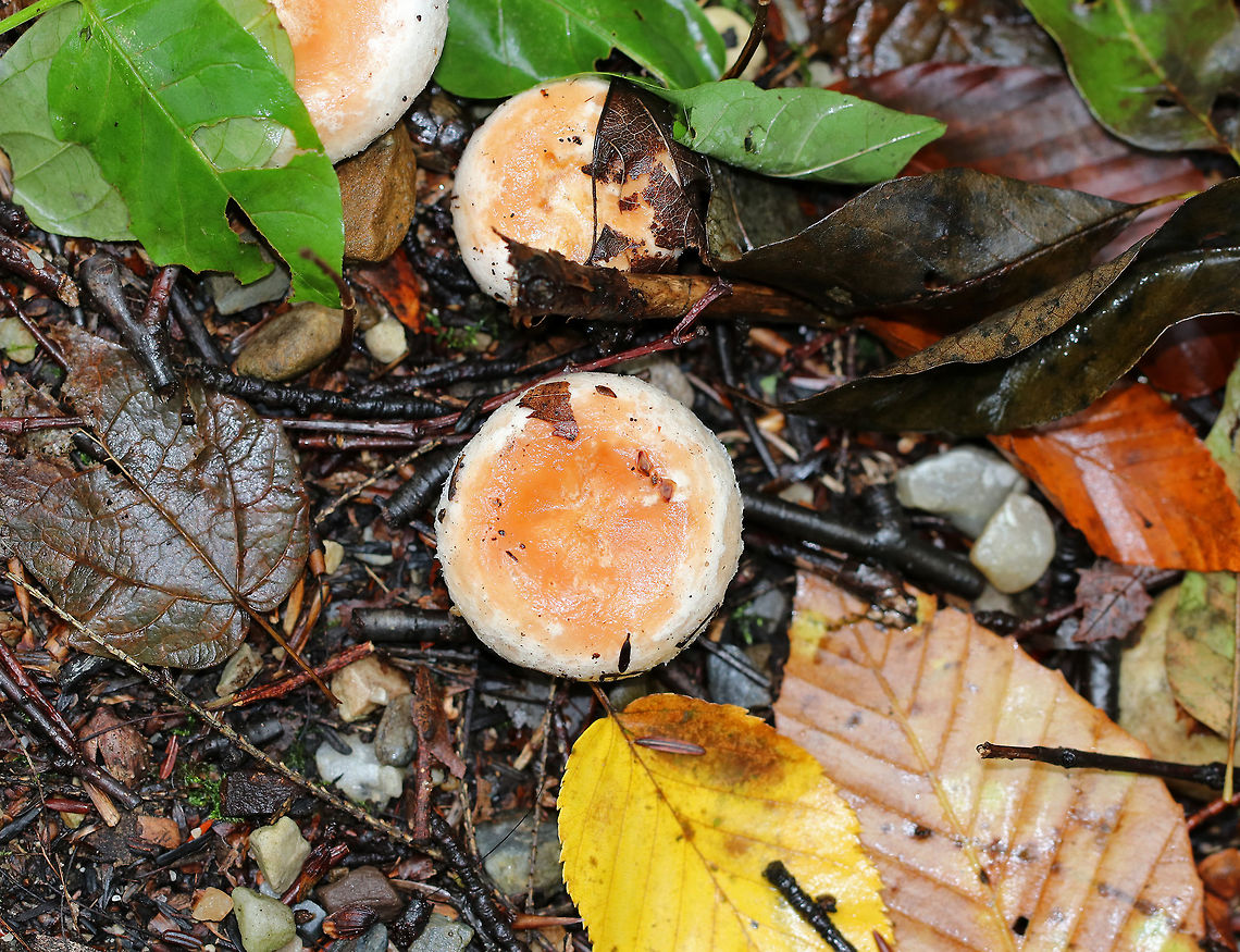 Bearded Milkcap - Lactarius torminosus The cap was pinkish with a woolly margin. Latex was white and didn’t change color. They had a slight, bad smell that is hard to describe other than to say it definitely wasn’t pleasant.<br />
<br />
Habitat: These mushrooms were growing on the ground throughout the woods in a campground with hardwood and conifers.<br />
<figure class="photo"><a href="https://www.jungledragon.com/image/67255/bearded_milkcap_-_lactarius_torminosus.html" title="Bearded Milkcap - Lactarius torminosus"><img src="https://s3.amazonaws.com/media.jungledragon.com/images/3232/67255_thumb.jpg?AWSAccessKeyId=05GMT0V3GWVNE7GGM1R2&Expires=1759968010&Signature=xM7sw9pE5rCIWHgnFy9VXTgYqH0%3D" width="110" height="152" alt="Bearded Milkcap - Lactarius torminosus The cap was pinkish with a woolly margin. Latex was white and didn’t change color. They had a slight, bad smell that is hard to describe other than to say it definitely wasn’t pleasant.<br />
<br />
Habitat: These mushrooms were growing on the ground throughout the woods in a campground with hardwood and conifers.<br />
https://www.jungledragon.com/image/67254/bearded_milkcap_-_lactarius_torminosus.html<br />
https://www.jungledragon.com/image/67253/bearded_milkcap_-_lactarius_torminosus.html<br />
https://www.jungledragon.com/image/67252/bearded_milkcap_-_lactarius_torminosus.html Bearded Milkcap,Fall,Geotagged,Lactarius torminosus,United States,fungus,lactarius,milkcap,mushroom,woolly milkcap" /></a></figure><br />
<figure class="photo"><a href="https://www.jungledragon.com/image/67252/bearded_milkcap_-_lactarius_torminosus.html" title="Bearded Milkcap - Lactarius torminosus"><img src="https://s3.amazonaws.com/media.jungledragon.com/images/3232/67252_thumb.jpg?AWSAccessKeyId=05GMT0V3GWVNE7GGM1R2&Expires=1759968010&Signature=C%2FzrFgKA%2BLMhRTyPRmAevVdpOUA%3D" width="200" height="160" alt="Bearded Milkcap - Lactarius torminosus The cap was pinkish with a woolly margin. Latex was white and didn’t change color. They had a slight, bad smell that is hard to describe other than to say it definitely wasn’t pleasant.<br />
<br />
Habitat: These mushrooms were growing on the ground throughout the woods in a campground with hardwood and conifers. <br />
https://www.jungledragon.com/image/67253/bearded_milkcap_-_lactarius_torminosus.html<br />
https://www.jungledragon.com/image/67254/bearded_milkcap_-_lactarius_torminosus.html<br />
https://www.jungledragon.com/image/67255/bearded_milkcap_-_lactarius_torminosus.html Fall,Geotagged,Lactarius,Lactarius torminosus,United States,fungus,mushroom,woolly milkcap" /></a></figure><br />
<figure class="photo"><a href="https://www.jungledragon.com/image/67254/bearded_milkcap_-_lactarius_torminosus.html" title="Bearded Milkcap - Lactarius torminosus"><img src="https://s3.amazonaws.com/media.jungledragon.com/images/3232/67254_thumb.jpg?AWSAccessKeyId=05GMT0V3GWVNE7GGM1R2&Expires=1759968010&Signature=qxflmYQ4yDK5ZsnvbbySlbLhhLI%3D" width="200" height="148" alt="Bearded Milkcap - Lactarius torminosus The cap was pinkish with a woolly margin. Latex was white and didn’t change color. They had a slight, bad smell that is hard to describe other than to say it definitely wasn’t pleasant.<br />
<br />
Habitat: These mushrooms were growing on the ground throughout the woods in a campground with hardwood and conifers.<br />
https://www.jungledragon.com/image/67255/bearded_milkcap_-_lactarius_torminosus.html<br />
https://www.jungledragon.com/image/67253/bearded_milkcap_-_lactarius_torminosus.html<br />
https://www.jungledragon.com/image/67252/bearded_milkcap_-_lactarius_torminosus.html Bearded milkcap,Fall,Geotagged,Lactarius torminosus,United States,fungus,lactarius,milkcap,mushroom,woolly milkcap" /></a></figure> Bearded Milkcap,Fall,Geotagged,Lactarius torminosus,United States,fungus,lactarius,milkcap,mushroom,woolly milkcap