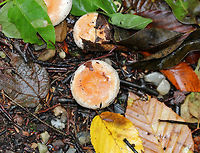 Bearded Milkcap - Lactarius torminosus The cap was pinkish with a woolly margin. Latex was white and didn’t change color. They had a slight, bad smell that is hard to describe other than to say it definitely wasn’t pleasant.<br />
<br />
Habitat: These mushrooms were growing on the ground throughout the woods in a campground with hardwood and conifers.<br />
https://www.jungledragon.com/image/67255/bearded_milkcap_-_lactarius_torminosus.html<br />
https://www.jungledragon.com/image/67252/bearded_milkcap_-_lactarius_torminosus.html<br />
https://www.jungledragon.com/image/67254/bearded_milkcap_-_lactarius_torminosus.html Bearded Milkcap,Fall,Geotagged,Lactarius torminosus,United States,fungus,lactarius,milkcap,mushroom,woolly milkcap