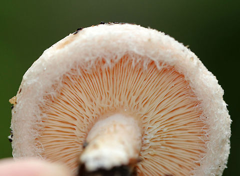 Bearded Milkcap - Lactarius torminosus The cap was pinkish with a woolly margin. Latex was white and didn&rsquo;t change color. They had a slight, bad smell that is hard to describe other than to say it definitely wasn&rsquo;t pleasant.

Habitat: These mushrooms were growing on the ground throughout the woods in a campground with hardwood and conifers.
https://www.jungledragon.com/image/67255/bearded_milkcap_-_lactarius_torminosus.html
https://www.jungledragon.com/image/67253/bearded_milkcap_-_lactarius_torminosus.html
https://www.jungledragon.com/image/67252/bearded_milkcap_-_lactarius_torminosus.html Bearded milkcap,Fall,Geotagged,Lactarius torminosus,United States,fungus,lactarius,milkcap,mushroom,woolly milkcap