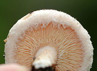Bearded Milkcap - Lactarius torminosus The cap was pinkish with a woolly margin. Latex was white and didn’t change color. They had a slight, bad smell that is hard to describe other than to say it definitely wasn’t pleasant.<br />
<br />
Habitat: These mushrooms were growing on the ground throughout the woods in a campground with hardwood and conifers.<br />
https://www.jungledragon.com/image/67255/bearded_milkcap_-_lactarius_torminosus.html<br />
https://www.jungledragon.com/image/67253/bearded_milkcap_-_lactarius_torminosus.html<br />
https://www.jungledragon.com/image/67252/bearded_milkcap_-_lactarius_torminosus.html Bearded milkcap,Fall,Geotagged,Lactarius torminosus,United States,fungus,lactarius,milkcap,mushroom,woolly milkcap