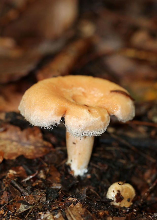 Bearded Milkcap - Lactarius torminosus The cap was pinkish with a woolly margin. Latex was white and didn&rsquo;t change color. They had a slight, bad smell that is hard to describe other than to say it definitely wasn&rsquo;t pleasant.<br />
<br />
Habitat: These mushrooms were growing on the ground throughout the woods in a campground with hardwood and conifers.<br />
<figure class="photo"><a href="https://www.jungledragon.com/image/67254/bearded_milkcap_-_lactarius_torminosus.html" title="Bearded Milkcap - Lactarius torminosus"><img src="https://s3.amazonaws.com/media.jungledragon.com/images/3232/67254_thumb.jpg?AWSAccessKeyId=05GMT0V3GWVNE7GGM1R2&Expires=1759968010&Signature=qxflmYQ4yDK5ZsnvbbySlbLhhLI%3D" width="200" height="148" alt="Bearded Milkcap - Lactarius torminosus The cap was pinkish with a woolly margin. Latex was white and didn&rsquo;t change color. They had a slight, bad smell that is hard to describe other than to say it definitely wasn&rsquo;t pleasant.<br />
<br />
Habitat: These mushrooms were growing on the ground throughout the woods in a campground with hardwood and conifers.<br />
https://www.jungledragon.com/image/67255/bearded_milkcap_-_lactarius_torminosus.html<br />
https://www.jungledragon.com/image/67253/bearded_milkcap_-_lactarius_torminosus.html<br />
https://www.jungledragon.com/image/67252/bearded_milkcap_-_lactarius_torminosus.html Bearded milkcap,Fall,Geotagged,Lactarius torminosus,United States,fungus,lactarius,milkcap,mushroom,woolly milkcap" /></a></figure><br />
<figure class="photo"><a href="https://www.jungledragon.com/image/67253/bearded_milkcap_-_lactarius_torminosus.html" title="Bearded Milkcap - Lactarius torminosus"><img src="https://s3.amazonaws.com/media.jungledragon.com/images/3232/67253_thumb.jpg?AWSAccessKeyId=05GMT0V3GWVNE7GGM1R2&Expires=1759968010&Signature=2qMwu7Y3Cx6Pd%2F8AGK%2FkFY8KAa0%3D" width="200" height="154" alt="Bearded Milkcap - Lactarius torminosus The cap was pinkish with a woolly margin. Latex was white and didn&rsquo;t change color. They had a slight, bad smell that is hard to describe other than to say it definitely wasn&rsquo;t pleasant.<br />
<br />
Habitat: These mushrooms were growing on the ground throughout the woods in a campground with hardwood and conifers.<br />
https://www.jungledragon.com/image/67255/bearded_milkcap_-_lactarius_torminosus.html<br />
https://www.jungledragon.com/image/67252/bearded_milkcap_-_lactarius_torminosus.html<br />
https://www.jungledragon.com/image/67254/bearded_milkcap_-_lactarius_torminosus.html Bearded Milkcap,Fall,Geotagged,Lactarius torminosus,United States,fungus,lactarius,milkcap,mushroom,woolly milkcap" /></a></figure><br />
<figure class="photo"><a href="https://www.jungledragon.com/image/67252/bearded_milkcap_-_lactarius_torminosus.html" title="Bearded Milkcap - Lactarius torminosus"><img src="https://s3.amazonaws.com/media.jungledragon.com/images/3232/67252_thumb.jpg?AWSAccessKeyId=05GMT0V3GWVNE7GGM1R2&Expires=1759968010&Signature=C%2FzrFgKA%2BLMhRTyPRmAevVdpOUA%3D" width="200" height="160" alt="Bearded Milkcap - Lactarius torminosus The cap was pinkish with a woolly margin. Latex was white and didn&rsquo;t change color. They had a slight, bad smell that is hard to describe other than to say it definitely wasn&rsquo;t pleasant.<br />
<br />
Habitat: These mushrooms were growing on the ground throughout the woods in a campground with hardwood and conifers. <br />
https://www.jungledragon.com/image/67253/bearded_milkcap_-_lactarius_torminosus.html<br />
https://www.jungledragon.com/image/67254/bearded_milkcap_-_lactarius_torminosus.html<br />
https://www.jungledragon.com/image/67255/bearded_milkcap_-_lactarius_torminosus.html Fall,Geotagged,Lactarius,Lactarius torminosus,United States,fungus,mushroom,woolly milkcap" /></a></figure> Bearded Milkcap,Fall,Geotagged,Lactarius torminosus,United States,fungus,lactarius,milkcap,mushroom,woolly milkcap