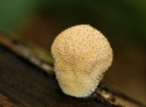 Stump Puffball - Lycoperdon pyriforme Round shape when young, but becoming pear-shaped when mature. Also, when mature, they develop a central hole through which spores are released by rain.

These fungi are called puffballs because "puffs" of brown spores are released through the aperture when the mature fruiting body bursts. Also, they look like "balls". Hence the name "puffballs".

Habitat: Growing on rotting wood in a mostly coniferous, wet forest. Fall,Geotagged,Lycoperdon,Lycoperdon pyriforme,Pear-shaped Puffball,Stump Puffball,United States,fungus,mushroom,puffball