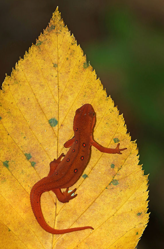 Eastern Newt (Red Eft) - Notophthalmus viridescens Red efts have bright orange aposematic coloring, with darker, reddish spots outlined in black. This stage can last up to 4 years on land, during which time efts may travel far, which ensures outcrossing in the population. Efts eat small insects, snails, and other small arthropods. During winter, they hibernate under logs or rocks.<br />
<br />
Habitat: Spotted in a mixed forest.<br />
<figure class="photo"><a href="https://www.jungledragon.com/image/67361/eastern_newt_red_eft_-_notophthalmus_viridescens.html" title="Eastern Newt (Red Eft) - Notophthalmus viridescens"><img src="https://s3.amazonaws.com/media.jungledragon.com/images/3232/67361_thumb.jpg?AWSAccessKeyId=05GMT0V3GWVNE7GGM1R2&Expires=1767225610&Signature=PVUlpAlwRn%2F6JhkO2LTfDc6VMDk%3D" width="200" height="142" alt="Eastern Newt (Red Eft) - Notophthalmus viridescens Red efts have bright orange aposematic coloring, with darker, reddish spots outlined in black. This stage can last up to 4 years on land, during which time efts may travel far, which ensures outcrossing in the population. Efts eat small insects, snails, and other small arthropods. During winter, they hibernate under logs or rocks.<br />
<br />
Habitat: Spotted in a mixed forest.<br />
https://www.jungledragon.com/image/67360/eastern_newt_red_eft_-_notophthalmus_viridescens.html Eastern newt,Fall,Geotagged,Notophthalmus viridescens,United States,newt,red eft,salamander" /></a></figure> Eastern newt,Fall,Geotagged,Notophthalmus viridescens,United States,newt,red eft,salamander
