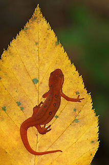 Eastern Newt (Red Eft) - Notophthalmus viridescens Red efts have bright orange aposematic coloring, with darker, reddish spots outlined in black. This stage can last up to 4 years on land, during which time efts may travel far, which ensures outcrossing in the population. Efts eat small insects, snails, and other small arthropods. During winter, they hibernate under logs or rocks.

Habitat: Spotted in a mixed forest.
https://www.jungledragon.com/image/67361/eastern_newt_red_eft_-_notophthalmus_viridescens.html Eastern newt,Fall,Geotagged,Notophthalmus viridescens,United States,newt,red eft,salamander