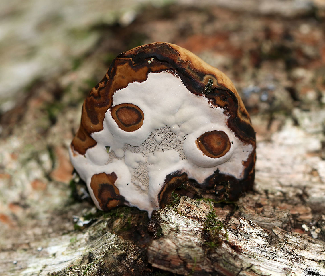 Fomes excavatus There was a bunch of bracket fungi that ranged in color from orange to brown growing on these birch logs. Several of them had amorphic shapes. This one was hoof-shaped, but the pores had been overcome by the spreading fungus.<br />
<br />
Habitat: Rotting yellow birch logs in a mixed forest.<br />
<br />
 Fall,Fomes excavatus,Fomes fomentarius,Geotagged,United States,fomes