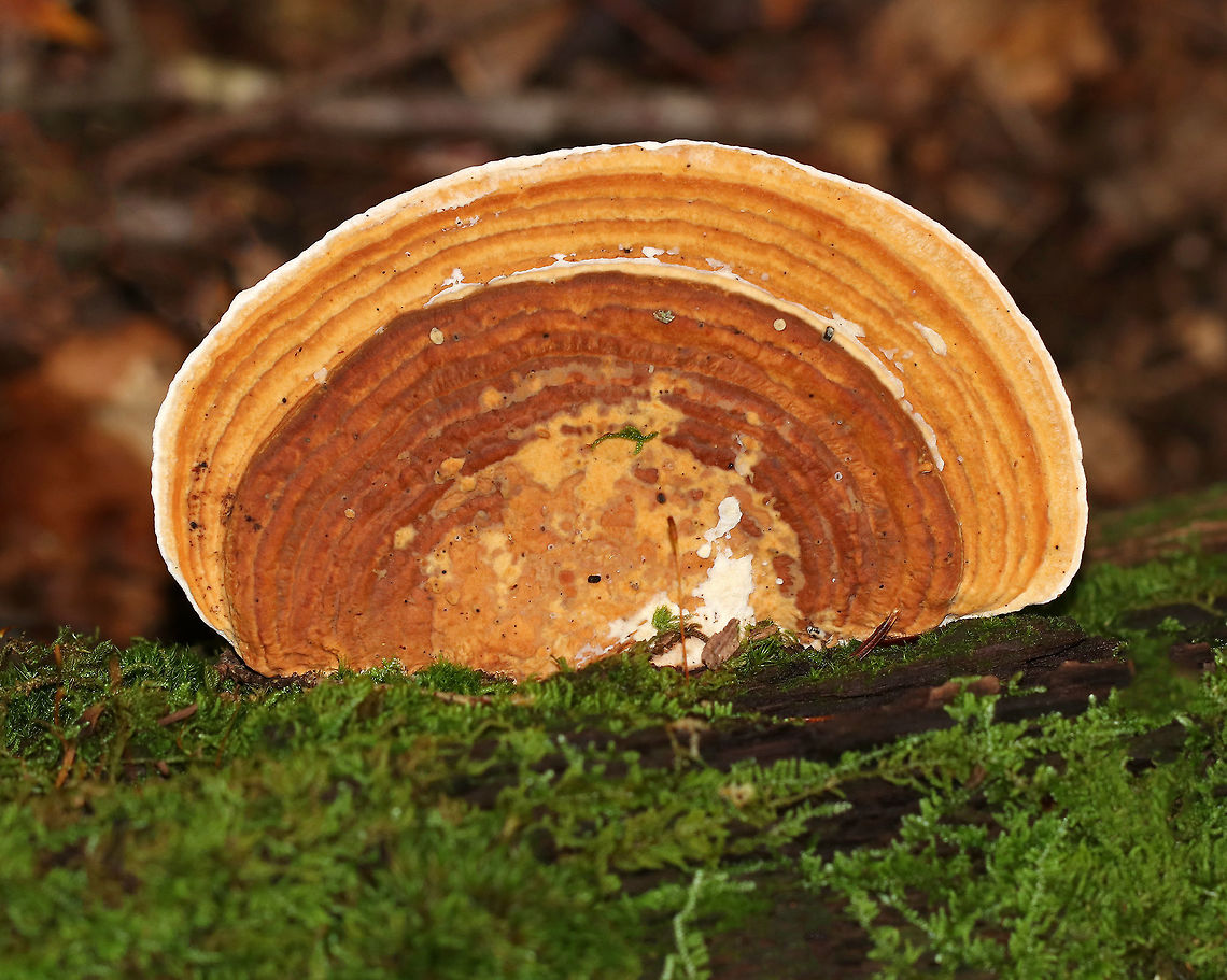 Oak Mazegill - Daedalea quercina Flat, fan-shaped fruiting bodies with amazingly intricate maze-like pores that were very deep, thick, and fuzzy. Sizes ranged from 5-10 cm wide. <br />
<br />
Habitat: Growing on rotting wood in a mixed forest.<br />
<br />
The fruiting bodies of Daedalea quercina have some unusual uses. They can be used as a natural comb, especially for brushing horses with sensitive skin. In addition, the smoldering fruiting bodies may be used to anesthetize bees. This species has also been investigated for bioremediation, and for medicinal purposes.<br />
<figure class="photo"><a href="https://www.jungledragon.com/image/67369/oak_mazegill_-_daedalea_quercina.html" title="Oak Mazegill - Daedalea quercina"><img src="https://s3.amazonaws.com/media.jungledragon.com/images/3232/67369_thumb.jpg?AWSAccessKeyId=05GMT0V3GWVNE7GGM1R2&Expires=1759968010&Signature=Bb9Ak8baiErLKT%2BSnS6G1E5o9BA%3D" width="200" height="158" alt="Oak Mazegill - Daedalea quercina Flat, fan-shaped fruiting bodies with amazingly intricate maze-like pores that were very deep, thick, and fuzzy. Sizes ranged from 5-10 cm wide. <br />
<br />
Habitat: Growing on rotting wood in a mixed forest.<br />
<br />
The fruiting bodies of Daedalea quercina have some unusual uses. They can be used as a natural comb, especially for brushing horses with sensitive skin. In addition, the smoldering fruiting bodies may be used to anesthetize bees. This species has also been investigated for bioremediation, and for medicinal purposes.<br />
<br />
https://www.jungledragon.com/image/67368/oak_mazegill_-_daedalea_quercina.html Daedalea quercina,Fall,Geotagged,Oak mazegill,United States,fungus,mushroom" /></a></figure> Daedalea quercina,Fall,Geotagged,Oak mazegill,United States,fungus,mushroom
