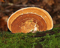 Oak Mazegill - Daedalea quercina Flat, fan-shaped fruiting bodies with amazingly intricate maze-like pores that were very deep, thick, and fuzzy. Sizes ranged from 5-10 cm wide. <br />
<br />
Habitat: Growing on rotting wood in a mixed forest.<br />
<br />
The fruiting bodies of Daedalea quercina have some unusual uses. They can be used as a natural comb, especially for brushing horses with sensitive skin. In addition, the smoldering fruiting bodies may be used to anesthetize bees. This species has also been investigated for bioremediation, and for medicinal purposes.<br />
https://www.jungledragon.com/image/67369/oak_mazegill_-_daedalea_quercina.html Daedalea quercina,Fall,Geotagged,Oak mazegill,United States,fungus,mushroom