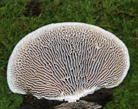 Oak Mazegill - Daedalea quercina Flat, fan-shaped fruiting bodies with amazingly intricate maze-like pores that were very deep, thick, and fuzzy. Sizes ranged from 5-10 cm wide. 

Habitat: Growing on rotting wood in a mixed forest.

The fruiting bodies of Daedalea quercina have some unusual uses. They can be used as a natural comb, especially for brushing horses with sensitive skin. In addition, the smoldering fruiting bodies may be used to anesthetize bees. This species has also been investigated for bioremediation, and for medicinal purposes.

https://www.jungledragon.com/image/67368/oak_mazegill_-_daedalea_quercina.html Daedalea quercina,Fall,Geotagged,Oak mazegill,United States,fungus,mushroom