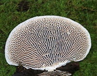 Oak Mazegill - Daedalea quercina Flat, fan-shaped fruiting bodies with amazingly intricate maze-like pores that were very deep, thick, and fuzzy. Sizes ranged from 5-10 cm wide. <br />
<br />
Habitat: Growing on rotting wood in a mixed forest.<br />
<br />
The fruiting bodies of Daedalea quercina have some unusual uses. They can be used as a natural comb, especially for brushing horses with sensitive skin. In addition, the smoldering fruiting bodies may be used to anesthetize bees. This species has also been investigated for bioremediation, and for medicinal purposes.<br />
<br />
https://www.jungledragon.com/image/67368/oak_mazegill_-_daedalea_quercina.html Daedalea quercina,Fall,Geotagged,Oak mazegill,United States,fungus,mushroom
