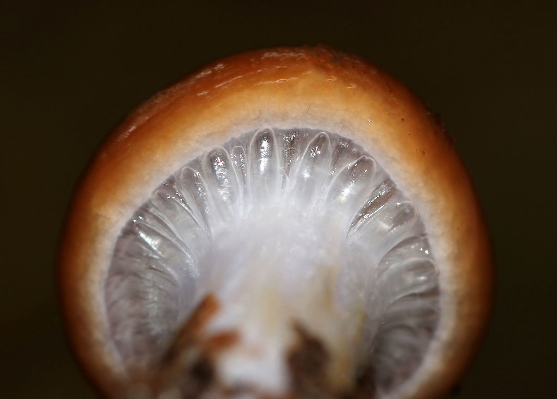 Cortinarius Collinitis This mushroom had a VERY slimy cap and stem. Cap was brown and very slimy. The stem was white with a purple tint. Flesh was also tinted purple. This mushroom was 5 cm tall.<br />
<br />
Habitat: Growing on the ground in a mixed forest.<br />
<figure class="photo"><a href="https://www.jungledragon.com/image/67371/cortinarius_collinitis.html" title="Cortinarius Collinitis"><img src="https://s3.amazonaws.com/media.jungledragon.com/images/3232/67371_thumb.jpg?AWSAccessKeyId=05GMT0V3GWVNE7GGM1R2&Expires=1767225610&Signature=nX9YpLyxe0HjBYb1sPDS%2FVQihXc%3D" width="112" height="152" alt="Cortinarius Collinitis <br />
This mushroom had a VERY slimy cap and stem. Cap was brown and slimy. The stem was white with a purple tint. Flesh was also tinted purple. This mushroom was 5 cm tall.<br />
<br />
Habitat: Growing on the ground in a mixed forest. Cortinarius collinitus,Fall,Geotagged,United States,fungus,mushroom" /></a></figure> Cortinarius,Cortinarius collinitus,Fall,Geotagged,United States,fungus,mushroom