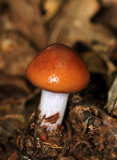 Cortinarius Collinitis 
This mushroom had a VERY slimy cap and stem. Cap was brown and slimy. The stem was white with a purple tint. Flesh was also tinted purple. This mushroom was 5 cm tall.

Habitat: Growing on the ground in a mixed forest. Cortinarius collinitus,Fall,Geotagged,United States,fungus,mushroom