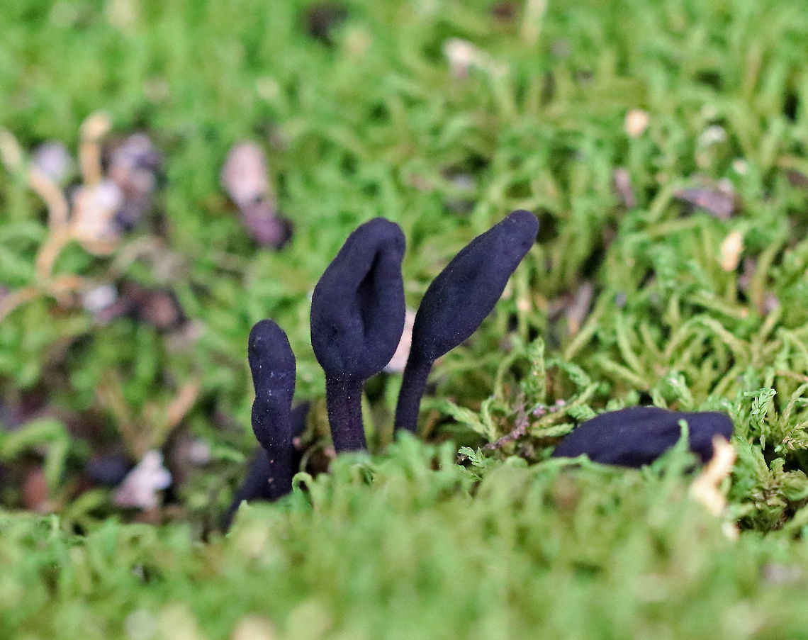 Hairy Earth Tongue - Trichoglossum sp. Fruitbody consists of a club-shaped, part supported by a stalk.  Both the stalk and head have minute spines (setae). Velvety hairs are present on the stalk.     <br />
<br />
*Identification beyond the genus is uncertain unless a microscope is used to examine asci and ascospores.<br />
<br />
Habitat: Growing in moss at the base of an oak tree in a mixed forest. Fall,Geotagged,Trichoglossum,United States,earth tongue,fungus,mushroom