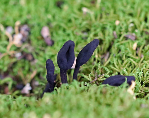 Hairy Earth Tongue - Trichoglossum sp. Fruitbody consists of a club-shaped, part supported by a stalk.  Both the stalk and head have minute spines (setae). Velvety hairs are present on the stalk.     

*Identification beyond the genus is uncertain unless a microscope is used to examine asci and ascospores.

Habitat: Growing in moss at the base of an oak tree in a mixed forest. Fall,Geotagged,Trichoglossum,United States,earth tongue,fungus,mushroom