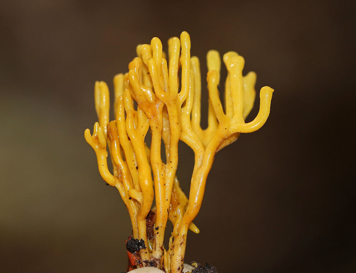 Clavariaceae Tough, yellow, coral-like mushrooms that were 3-4 cm tall.<br />
<br />
Habitat: Growing in a mostly coniferous forest. Clavariaceae,Fall,Geotagged,United States,coral fungus,fungus,mushroom