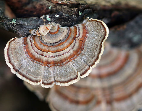 Turkey Tail - Trametes versicolor Turkey Tail gets its name from the fact that it sort of resembles a turkey's tail. The caps were bracket-shaped, thin, velvety, and had concentric zones of brown, white, and green. The pores were white. 

Habitat: Growing on rotting wood in a mixed forest. Fall,Geotagged,Trametes versicolor,United States,fungus,mushroom,trametes,turkey tail