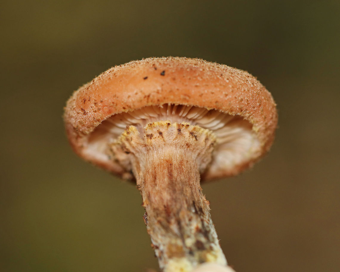 Humongous Fungus - Armillaria solidipes This species is known to be one of the largest living organisms! Scientists have estimated a single specimen that was found in Oregon to be 2,400 years old, covering 3.4 square miles (2,200 acres; 8.8 km2)! So, it has been nicknamed  the &quot;Humongous Fungus&quot;.  The fungus grows and spreads primarily underground. Hence, the organism is invisible above ground.  In the autumn, it fruits mushrooms. <br />
<br />
Habitat: Growing at the base of a tree (oak, I think) in a mixed forest.<br />
<figure class="photo"><a href="https://www.jungledragon.com/image/67416/humongous_fungus_-_armillaria_solidipes.html" title="Humongous Fungus - Armillaria solidipes"><img src="https://s3.amazonaws.com/media.jungledragon.com/images/3232/67416_thumb.jpg?AWSAccessKeyId=05GMT0V3GWVNE7GGM1R2&Expires=1759968010&Signature=Wlk6feCcJ58fvbDsOs3XGIA1tvI%3D" width="116" height="152" alt="Humongous Fungus - Armillaria solidipes This species is known to be one of the largest living organisms! Scientists have estimated a single specimen that was found in Oregon to be 2,400 years old, covering 3.4 square miles (2,200 acres; 8.8 km2)! So, it has been nicknamed the &quot;Humongous Fungus&quot;. The fungus grows and spreads primarily underground. Hence, the organism is invisible above ground. In the autumn, it fruits mushrooms. <br />
<br />
Habitat: Growing at the base of a tree (oak, I think) in a mixed forest.<br />
https://www.jungledragon.com/image/67415/humongous_fungus_-_armillaria_ostoyae.html Armillaria ostoyae,Armillaria solidipes,Fall,Geotagged,Humongous fungus,United States,fungus,mushroom" /></a></figure> Armillaria,Armillaria ostoyae,Armillaria solidipes,Fall,Geotagged,Humongous Fungus,United States,fungus,mushroom