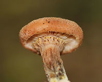 Humongous Fungus - Armillaria solidipes This species is known to be one of the largest living organisms! Scientists have estimated a single specimen that was found in Oregon to be 2,400 years old, covering 3.4 square miles (2,200 acres; 8.8 km2)! So, it has been nicknamed  the "Humongous Fungus".  The fungus grows and spreads primarily underground. Hence, the organism is invisible above ground.  In the autumn, it fruits mushrooms. <br />
<br />
Habitat: Growing at the base of a tree (oak, I think) in a mixed forest.<br />
https://www.jungledragon.com/image/67416/humongous_fungus_-_armillaria_ostoyae.html Armillaria,Armillaria ostoyae,Armillaria solidipes,Fall,Geotagged,Humongous Fungus,United States,fungus,mushroom